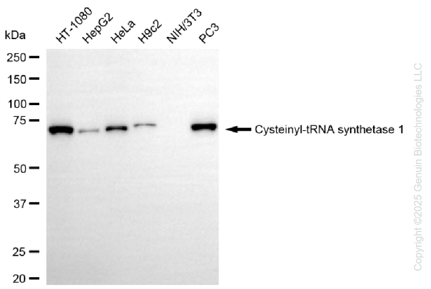 KD-Validated Anti-Cysteinyl-TRNA Synthetase 1 Rabbit Monoclonal Antibody ABG1297