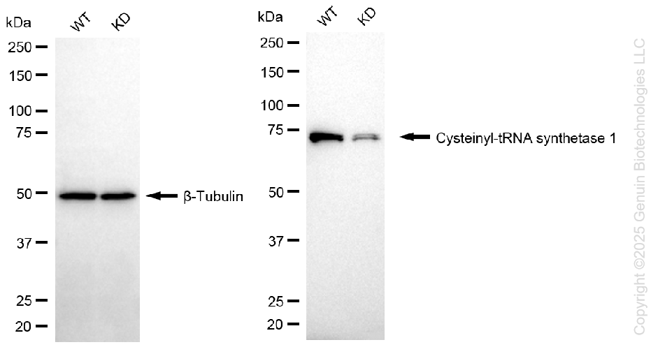 KD-Validated Anti-Cysteinyl-TRNA Synthetase 1 Rabbit Monoclonal Antibody ABG1297