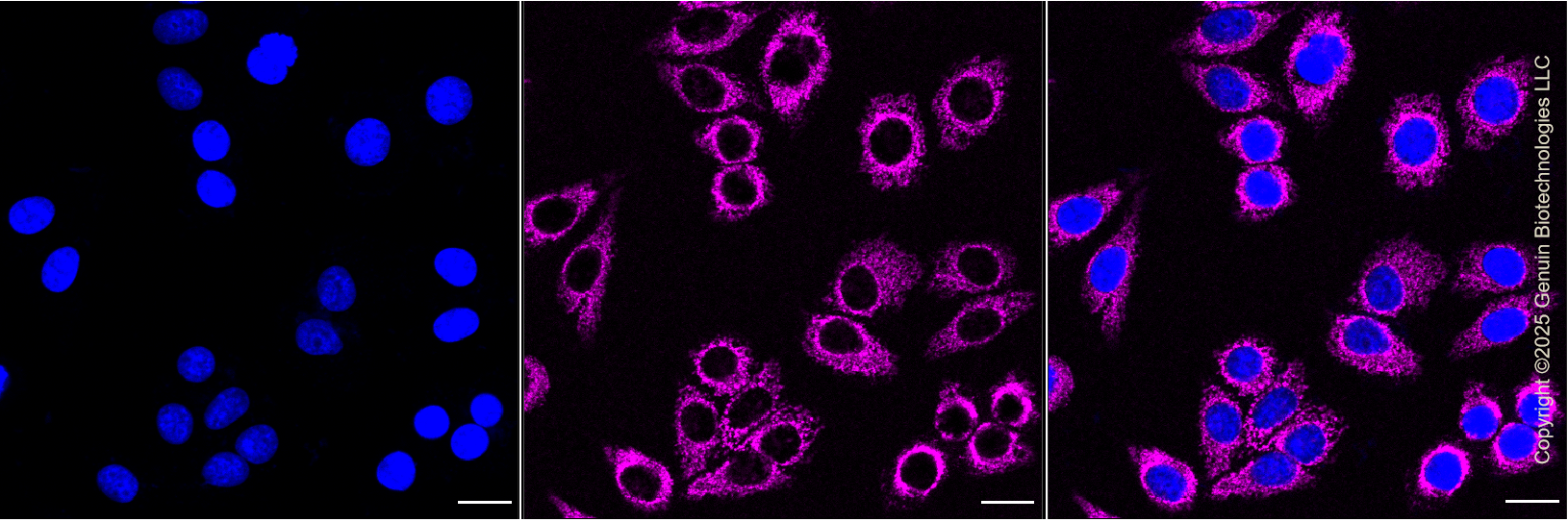 KD-Validated Anti-AIFM1 Rabbit Monoclonal Antibody ABG1299