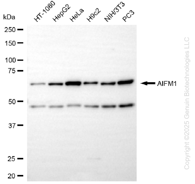 KD-Validated Anti-AIFM1 Rabbit Monoclonal Antibody ABG1299