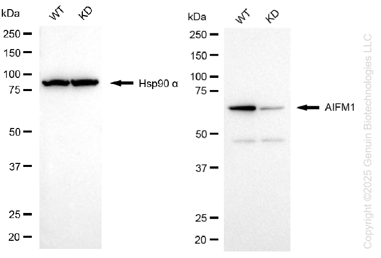 KD-Validated Anti-AIFM1 Rabbit Monoclonal Antibody ABG1299