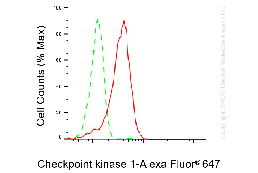 KD-Validated Anti-Checkpoint Kinase 1 Rabbit Monoclonal Antibody ABG1300