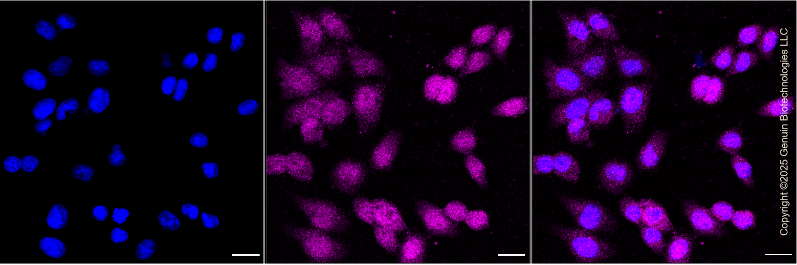 KD-Validated Anti-Checkpoint Kinase 1 Rabbit Monoclonal Antibody ABG1300