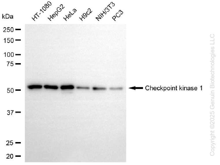 KD-Validated Anti-Checkpoint Kinase 1 Rabbit Monoclonal Antibody ABG1300