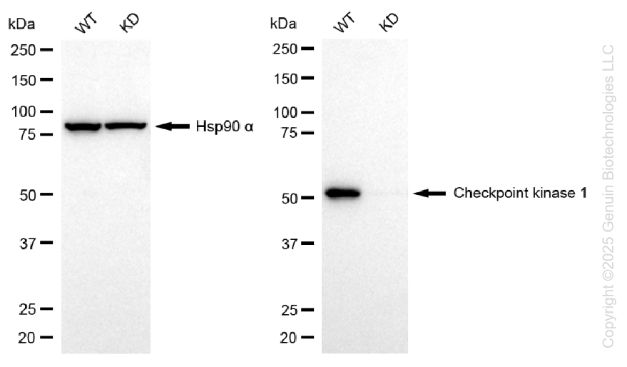 KD-Validated Anti-Checkpoint Kinase 1 Rabbit Monoclonal Antibody ABG1300