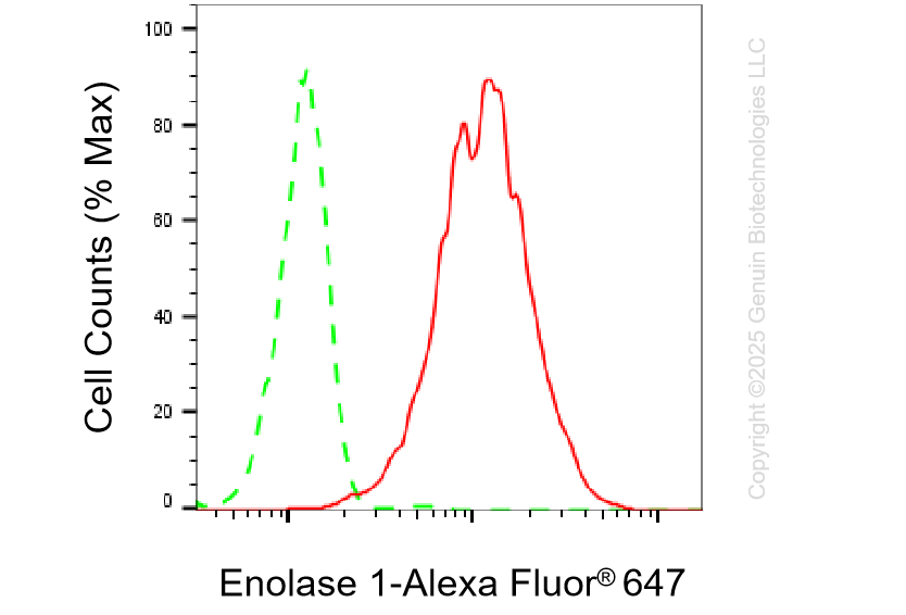 KD-Validated Anti-Enolase 1 Rabbit Monoclonal Antibody ABG1301