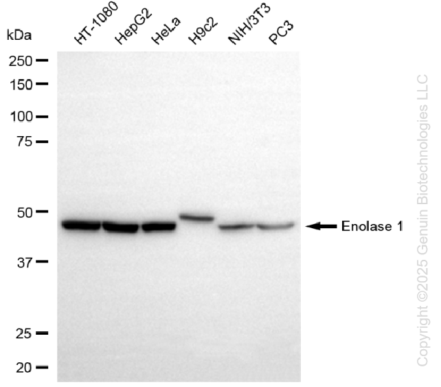 KD-Validated Anti-Enolase 1 Rabbit Monoclonal Antibody ABG1301