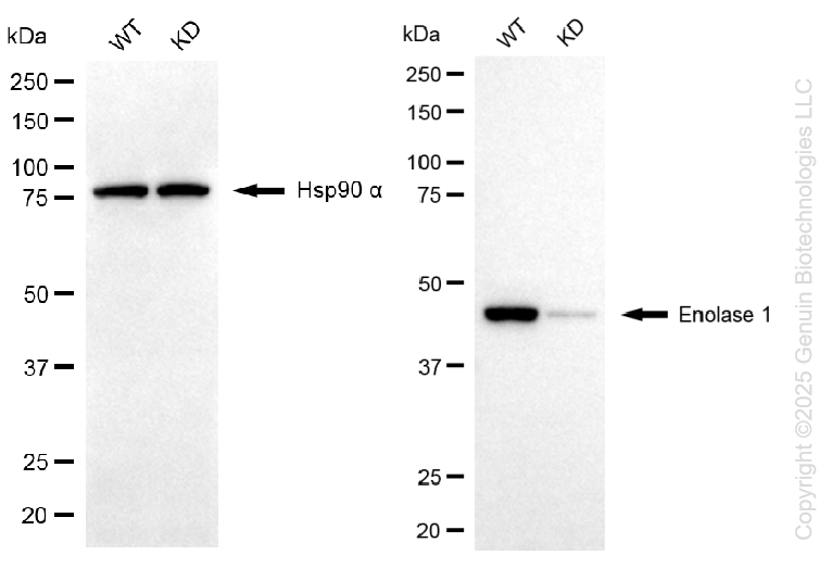 KD-Validated Anti-Enolase 1 Rabbit Monoclonal Antibody ABG1301