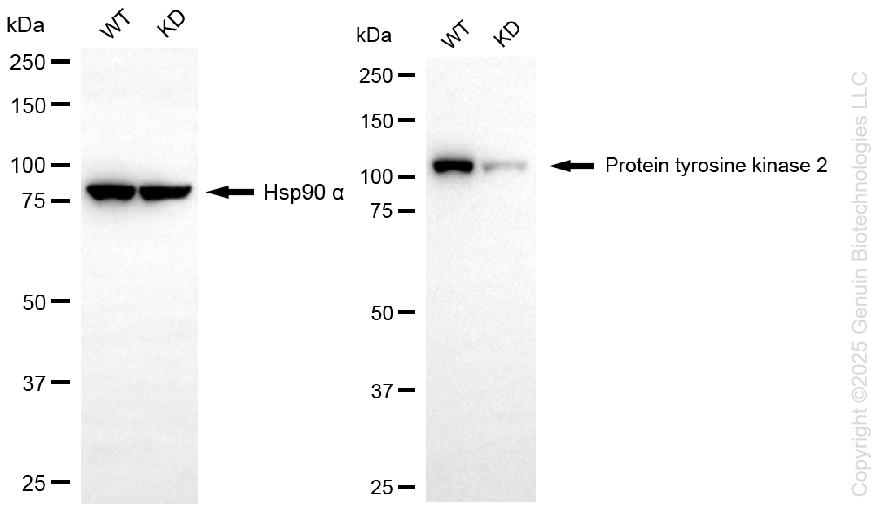 KD-Validated Anti-Protein Tyrosine Kinase 2 Rabbit Monoclonal Antibody ABG1302