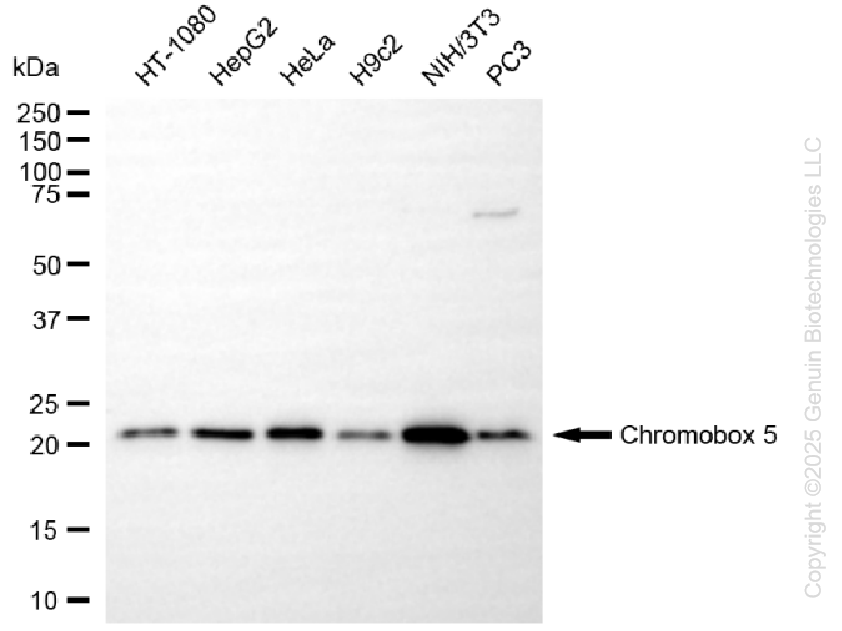 KD-Validated Anti-Chromobox Rabbit Monoclonal Antibody ABG1303