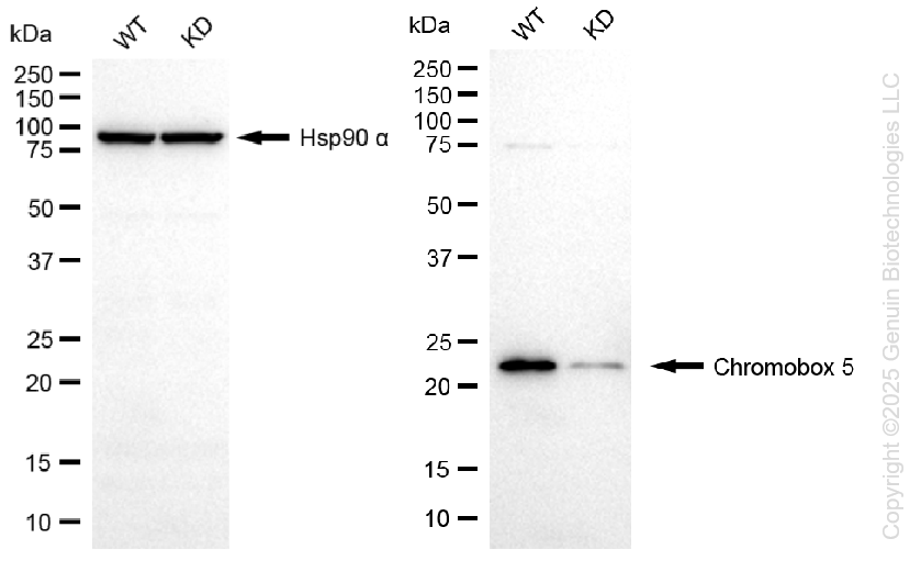 KD-Validated Anti-Chromobox Rabbit Monoclonal Antibody ABG1303