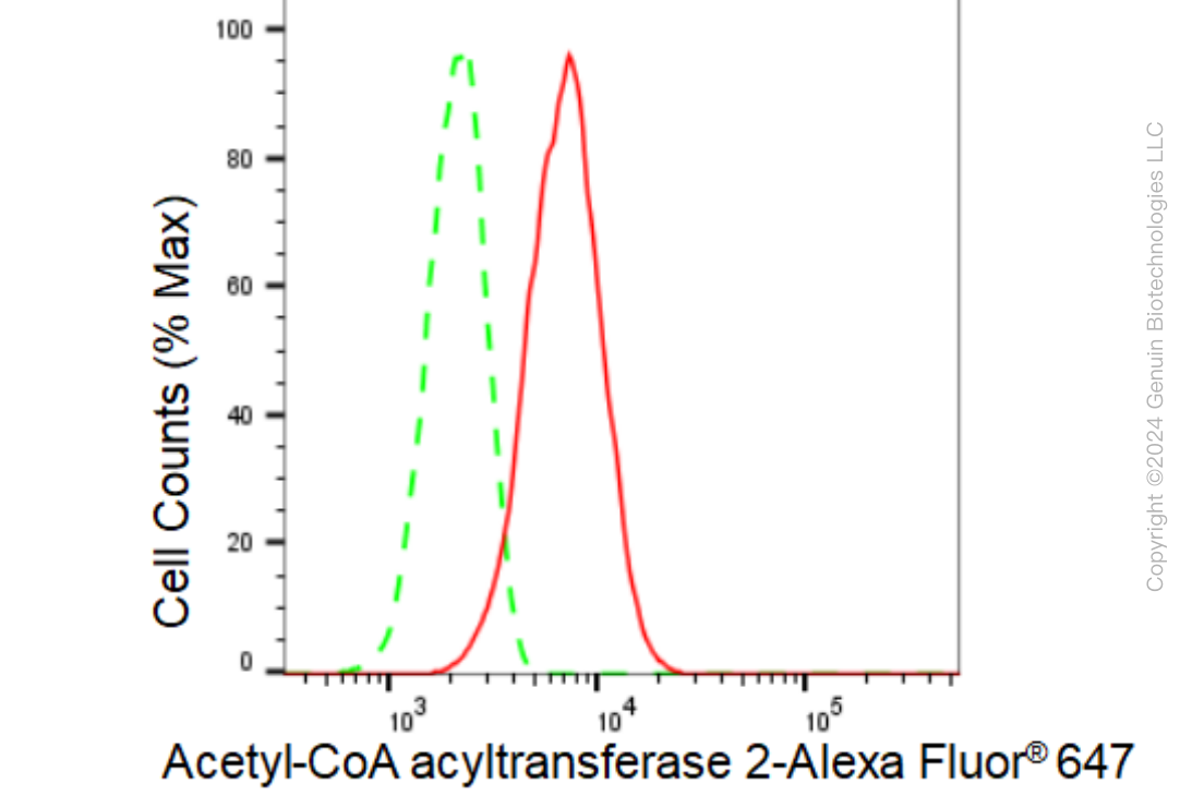 KD-Validated Anti-Acetyl-CoA acyltransfe rase 2 Rabbit Monoclonal Antibody ABG1304