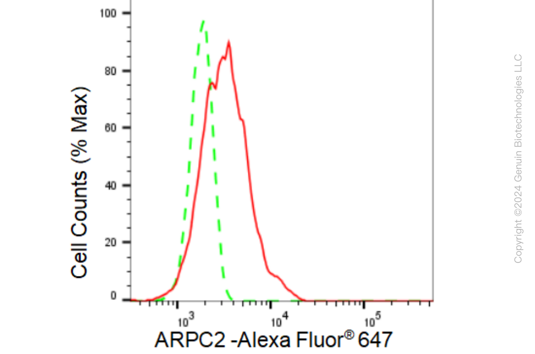 KD-Validated Anti-ARPC2 Rabbit Monoclonal Antibody ABG1306
