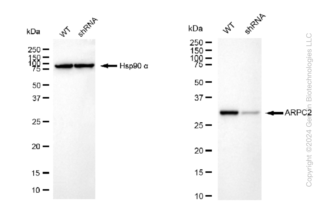 KD-Validated Anti-ARPC2 Rabbit Monoclonal Antibody ABG1306