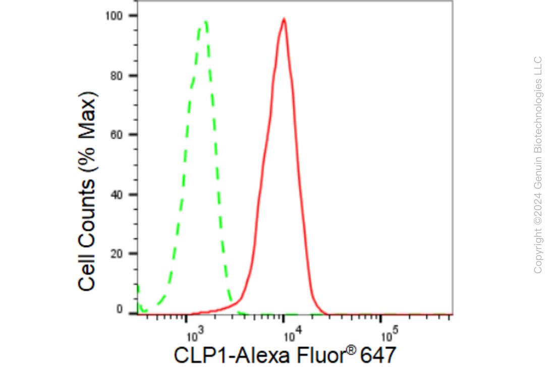 KD-Validated Anti-CLP1 Rabbit Monoclonal Antibody ABG1307