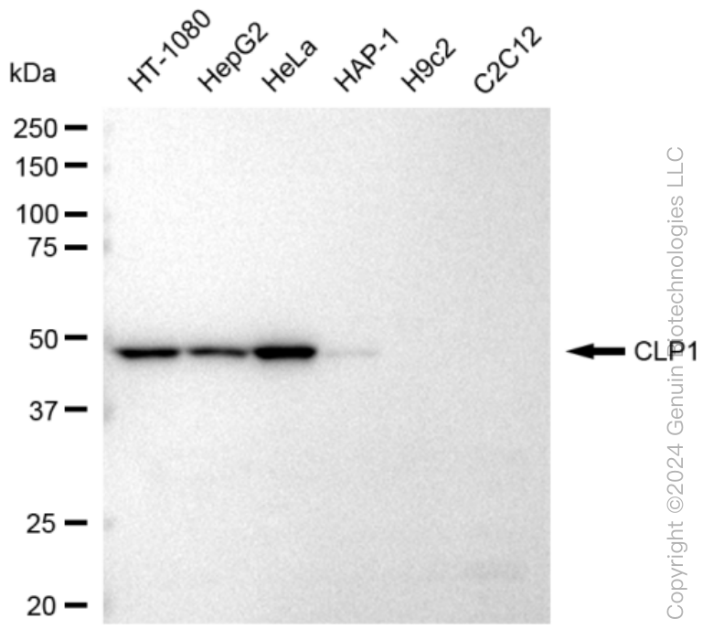 KD-Validated Anti-CLP1 Rabbit Monoclonal Antibody ABG1307