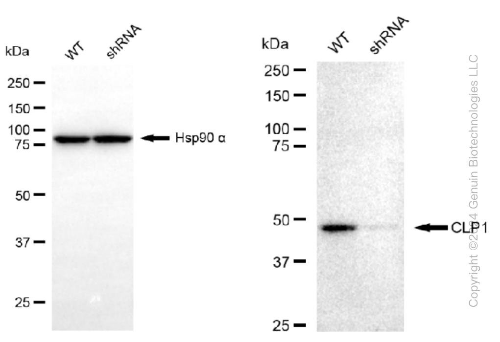 KD-Validated Anti-CLP1 Rabbit Monoclonal Antibody ABG1307