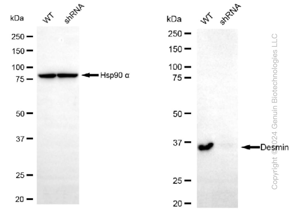 KD-Validated Anti-Desmin Rabbit Monoclonal Antibody ABG1308