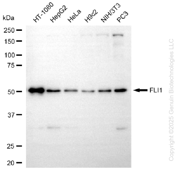 KD-Validated Anti-FLI1 Rabbit Monoclonal Antibody ABG1309