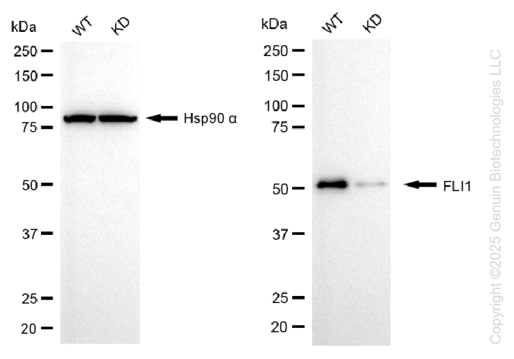 KD-Validated Anti-FLI1 Rabbit Monoclonal Antibody ABG1309