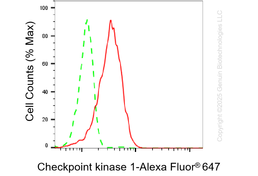 KD-Validated Anti-Checkpoint Kinase 1 Rabbit Monoclonal Antibody ABG1310