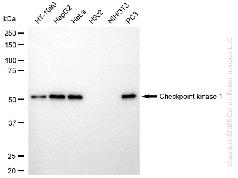 KD-Validated Anti-Checkpoint Kinase 1 Rabbit Monoclonal Antibody ABG1310
