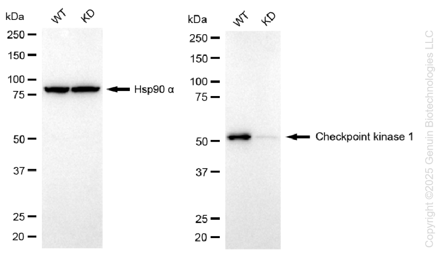 KD-Validated Anti-Checkpoint Kinase 1 Rabbit Monoclonal Antibody ABG1310