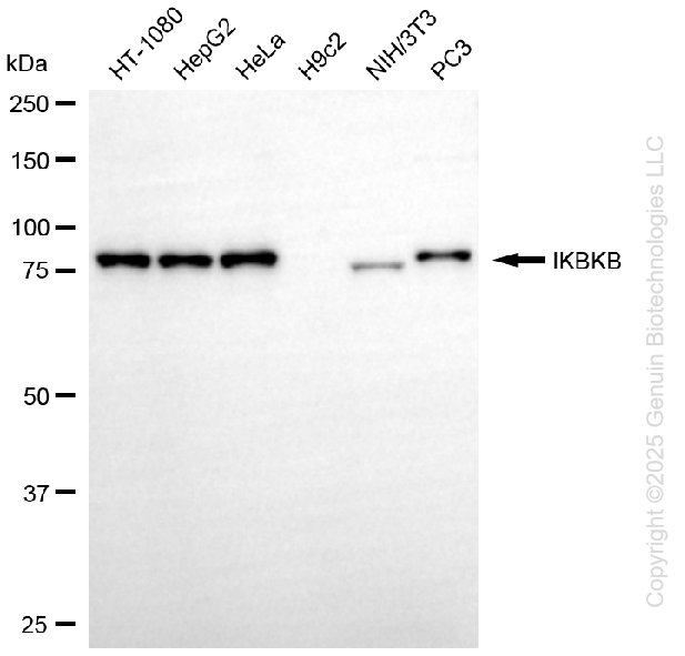KD-Validated Anti-IKBKB Rabbit Monoclonal Antibody ABG1311