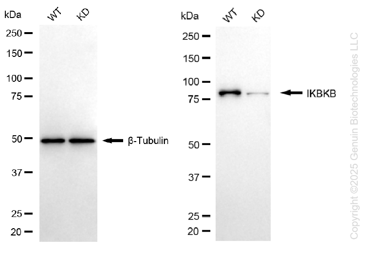 KD-Validated Anti-IKBKB Rabbit Monoclonal Antibody ABG1311