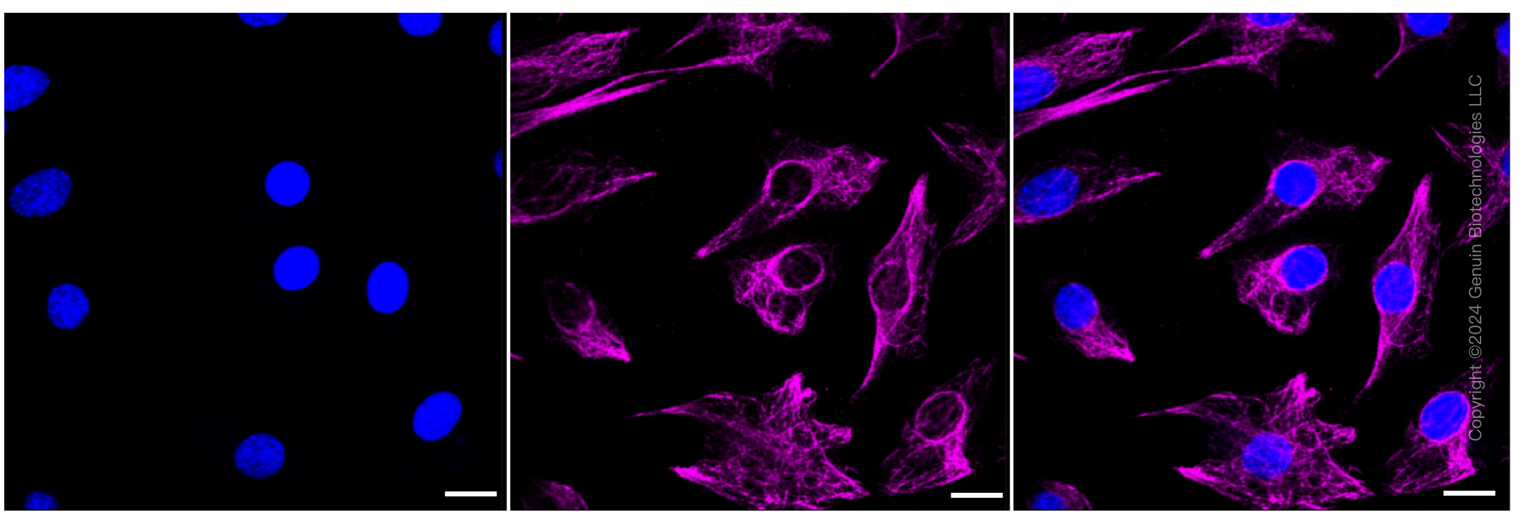 KD-Validated Anti-Adiponectin receptor 1 Rabbit Monoclonal Antibody ABG1312