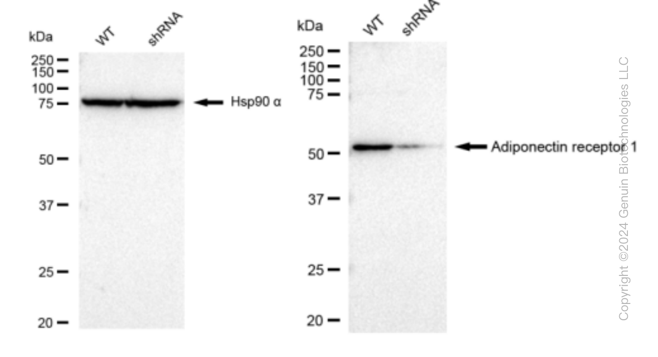 KD-Validated Anti-Adiponectin receptor 1 Rabbit Monoclonal Antibody ABG1312
