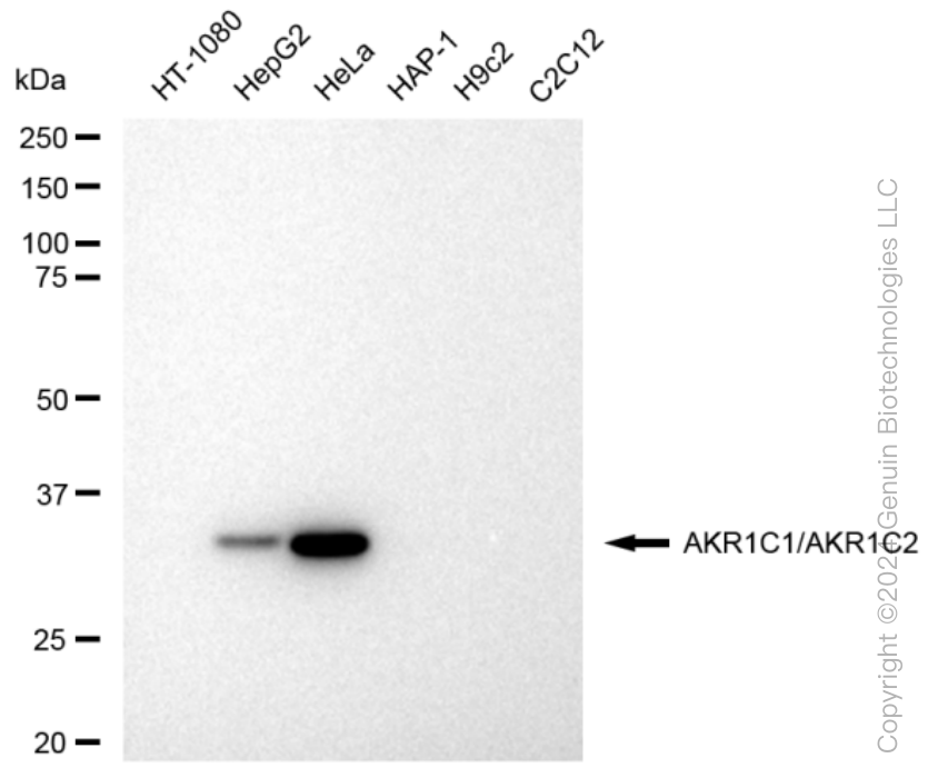 KD-Validated Anti-AKR1C1/AKR1C2 Rabbit Monoclonal Antibody ABG1313