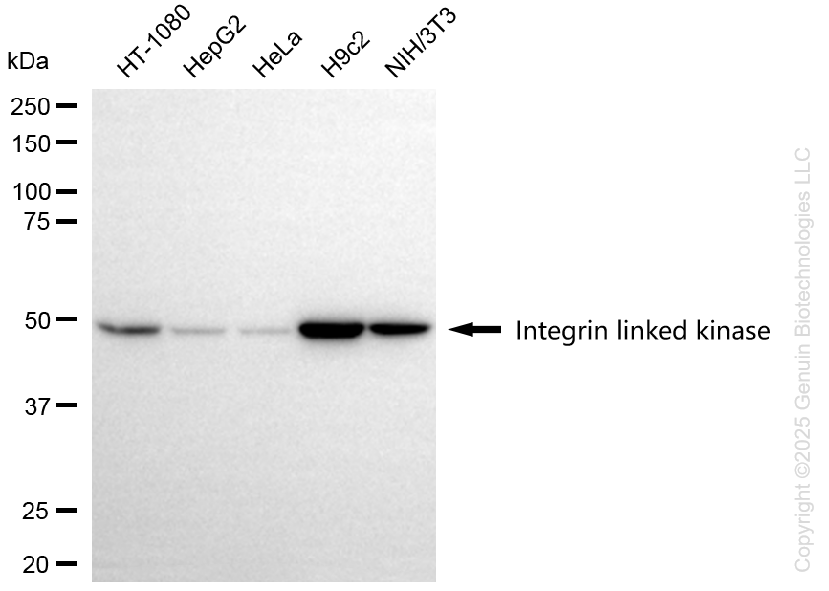 KD-Validated Anti-Integrin Linked Kinase Rabbit Monoclonal Antibody ABG1314