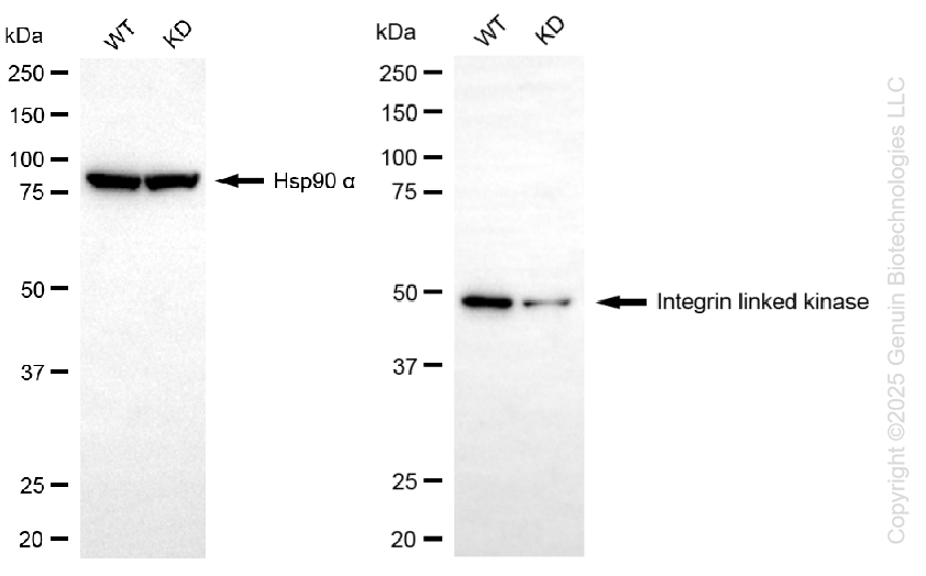 KD-Validated Anti-Integrin Linked Kinase Rabbit Monoclonal Antibody ABG1314
