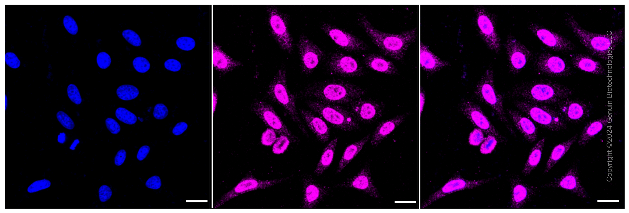 KD-Validated Anti-AMBP Rabbit Monoclonal Antibody ABG1315