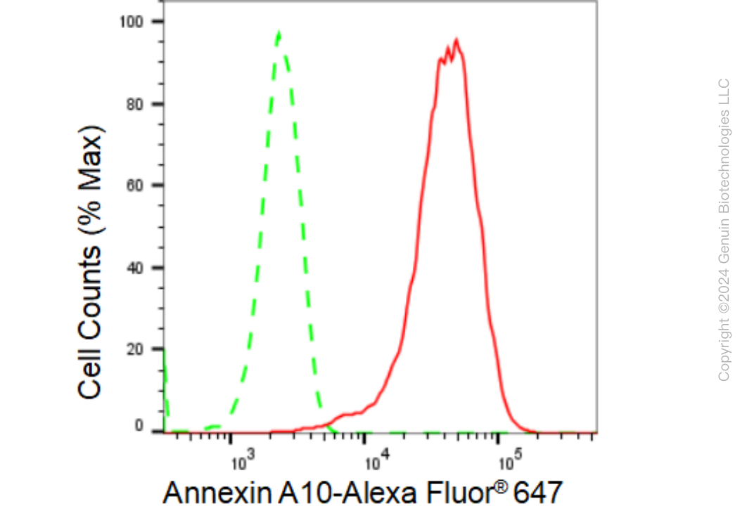 KD-Validated Anti-Annexin A10 Rabbit Monoclonal Antibody ABG1316