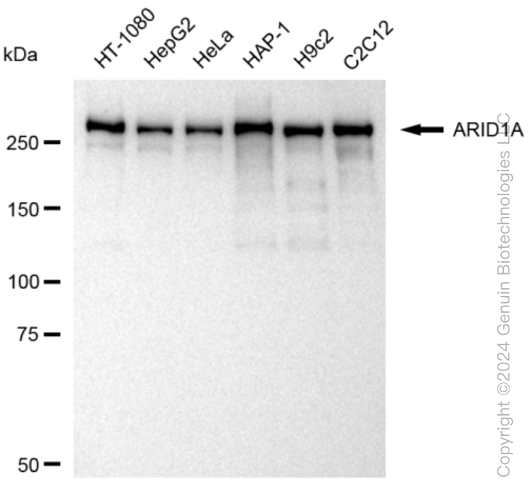 KD-Validated Anti-ARID1A Rabbit Monoclonal Antibody ABG1318
