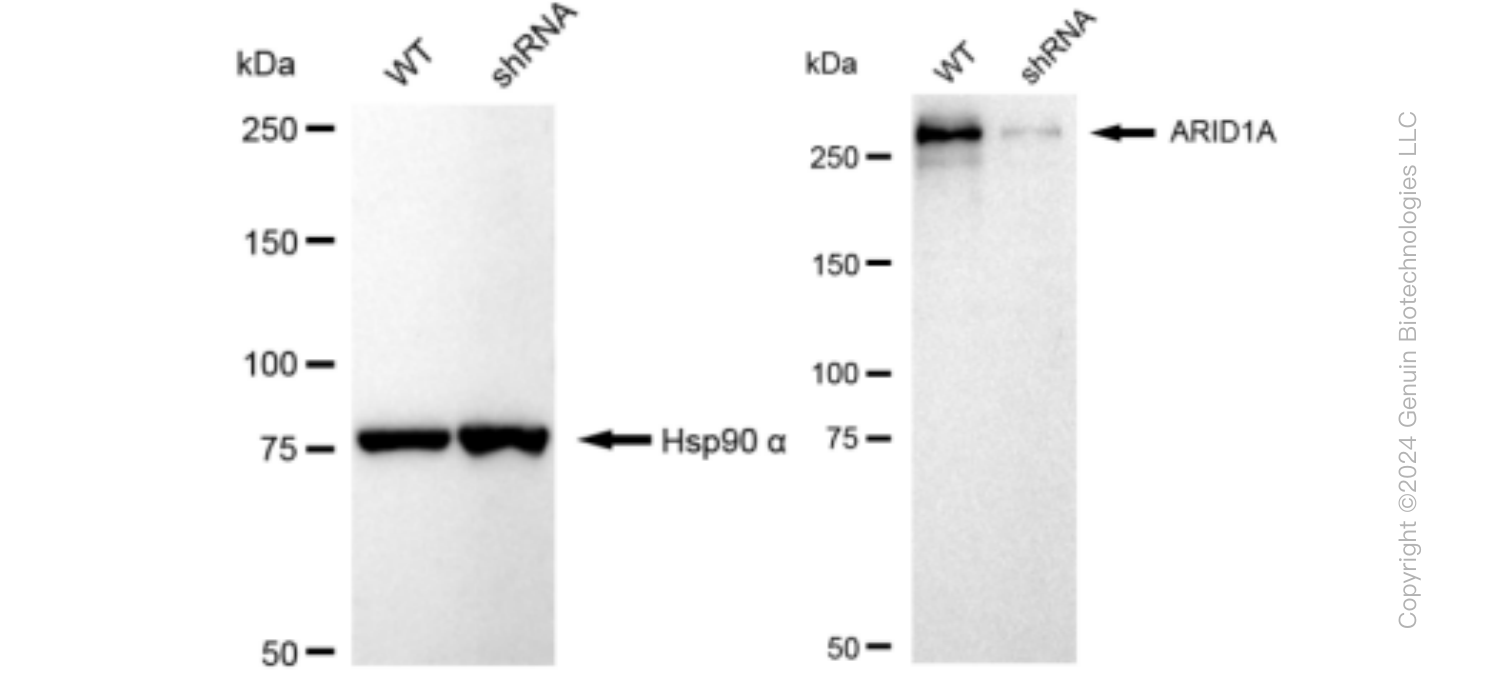 KD-Validated Anti-ARID1A Rabbit Monoclonal Antibody ABG1318