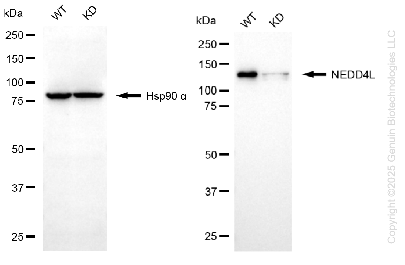 KD-Validated Anti-NEDD4L Rabbit Monoclonal Antibody ABG1319