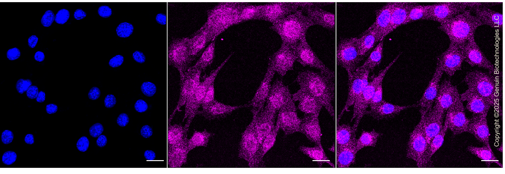 KD-Validated Anti-PRKAG1 Rabbit Monoclonal Antibody ABG1320
