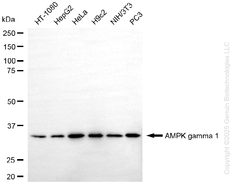 KD-Validated Anti-PRKAG1 Rabbit Monoclonal Antibody ABG1320