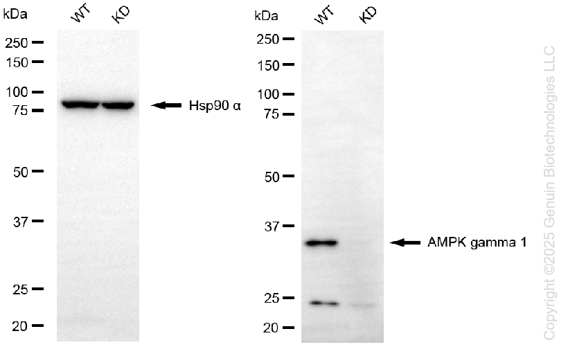 KD-Validated Anti-PRKAG1 Rabbit Monoclonal Antibody ABG1320