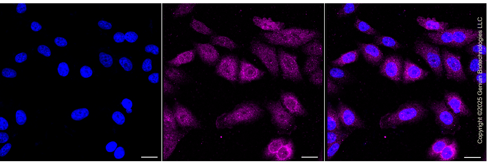 KD-Validated Anti-Cyclin B2 Rabbit Monoclonal Antibody ABG1321