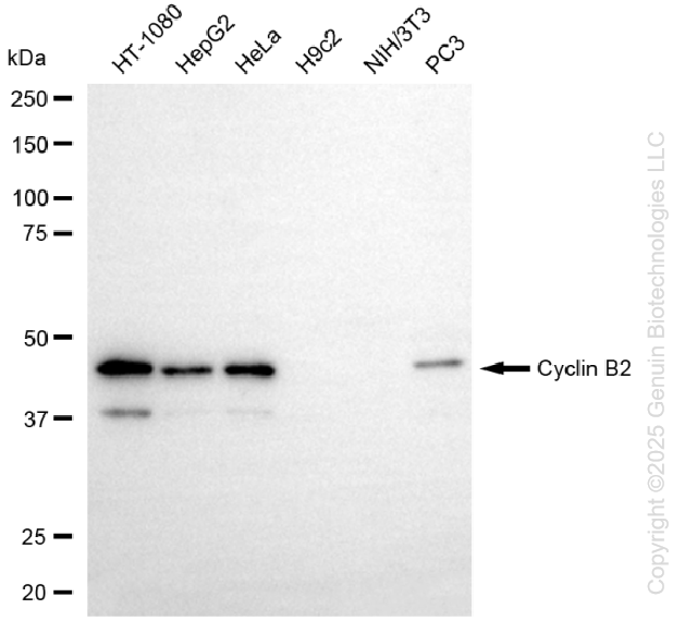 KD-Validated Anti-Cyclin B2 Rabbit Monoclonal Antibody ABG1321
