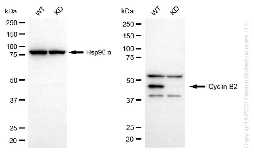 KD-Validated Anti-Cyclin B2 Rabbit Monoclonal Antibody ABG1321