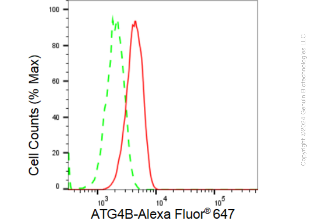 KD-Validated Anti-ATG4B Rabbit Monoclonal Antibody ABG1322