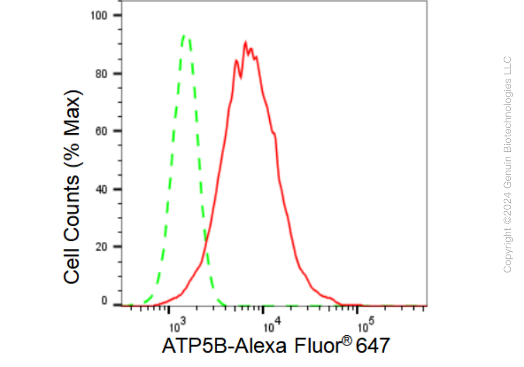 KD-Validated Anti-ATP5B Rabbit Monoclonal Antibody ABG1323