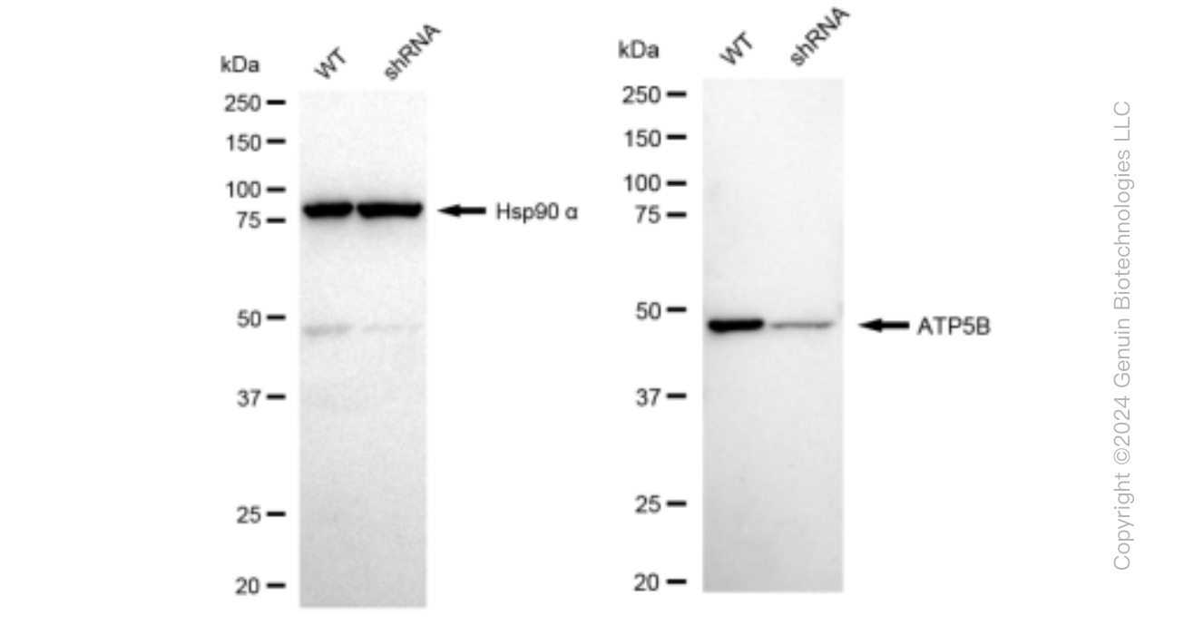 KD-Validated Anti-ATP5B Rabbit Monoclonal Antibody ABG1323