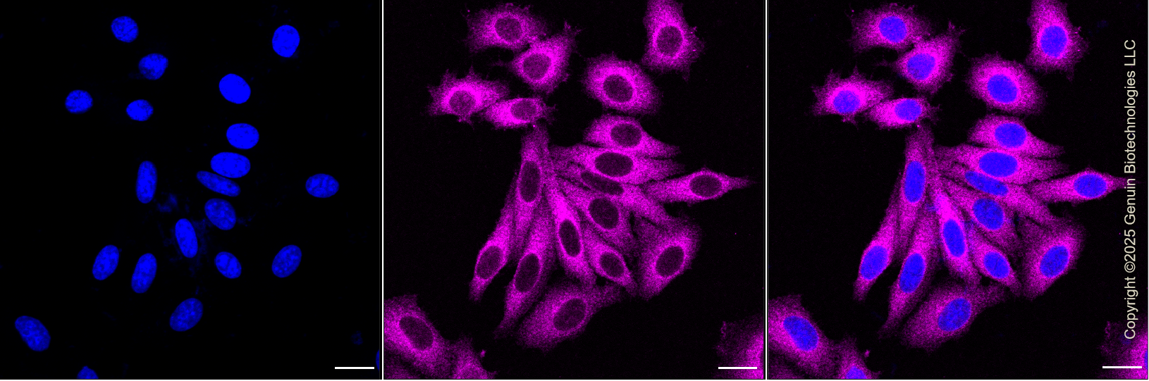 KD-Validated Anti-MAP2K2 Rabbit Monoclonal Antibody ABG1324