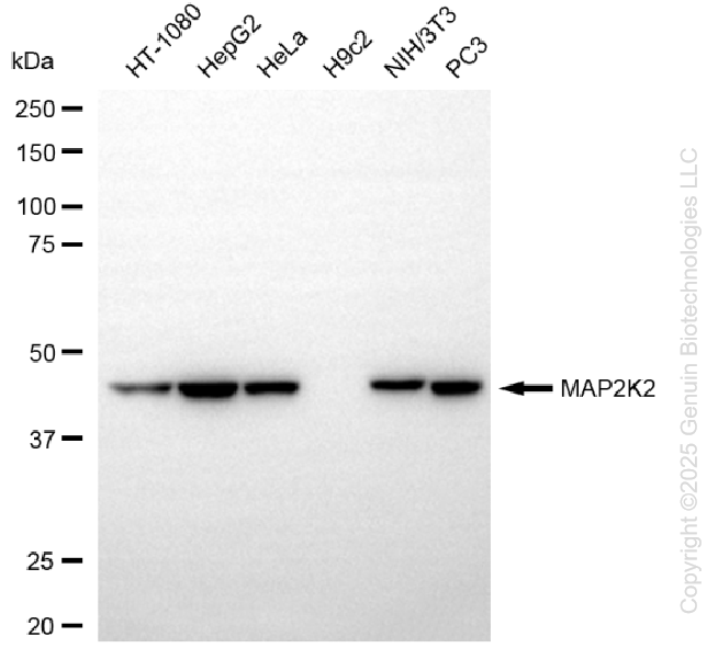 KD-Validated Anti-MAP2K2 Rabbit Monoclonal Antibody ABG1324